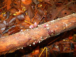 Image of Coprinopsis clastophylla (Maniotis) Redhead, Vilgalys & Moncalvo 2001