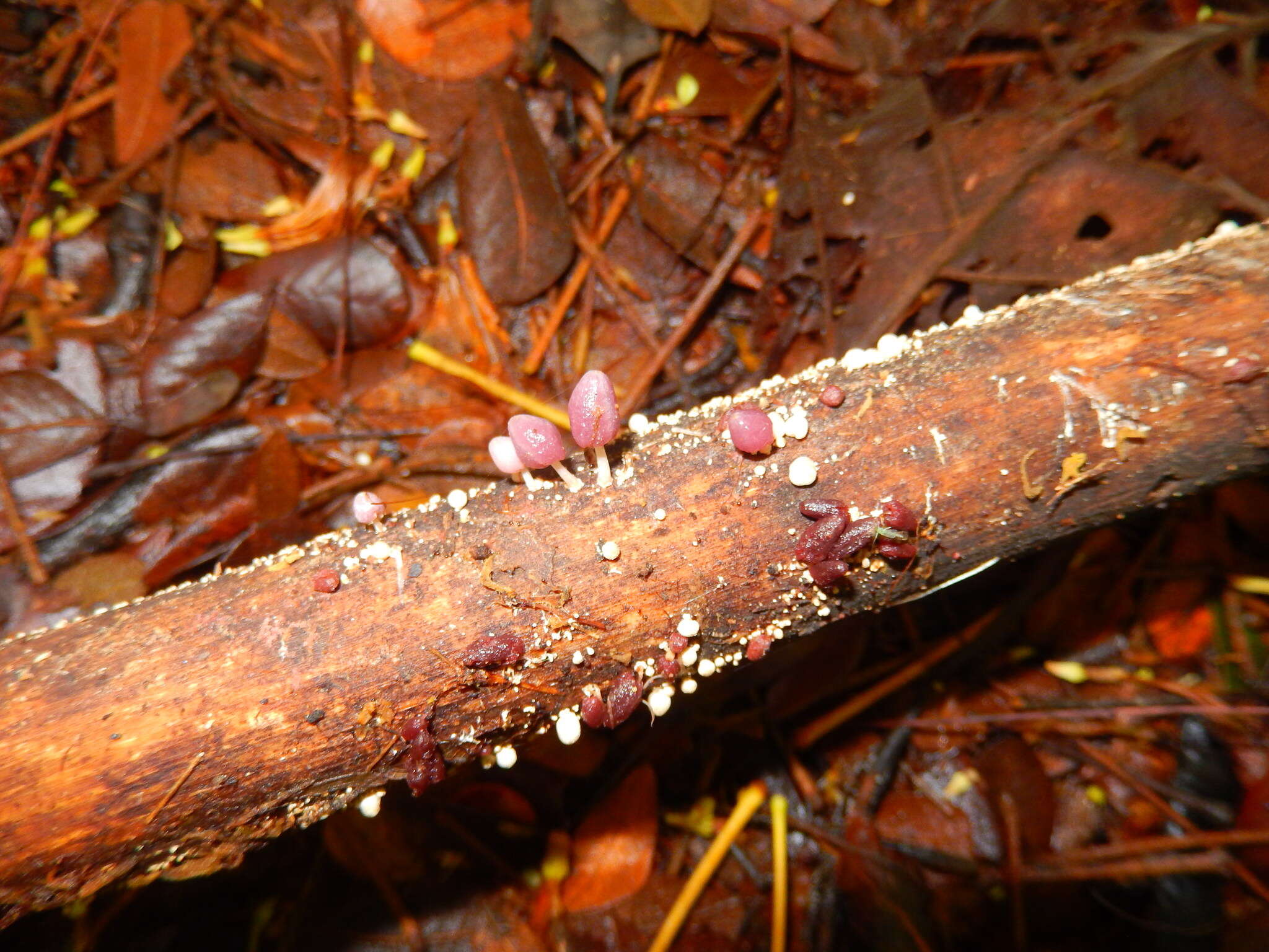 Image of Coprinopsis clastophylla (Maniotis) Redhead, Vilgalys & Moncalvo 2001