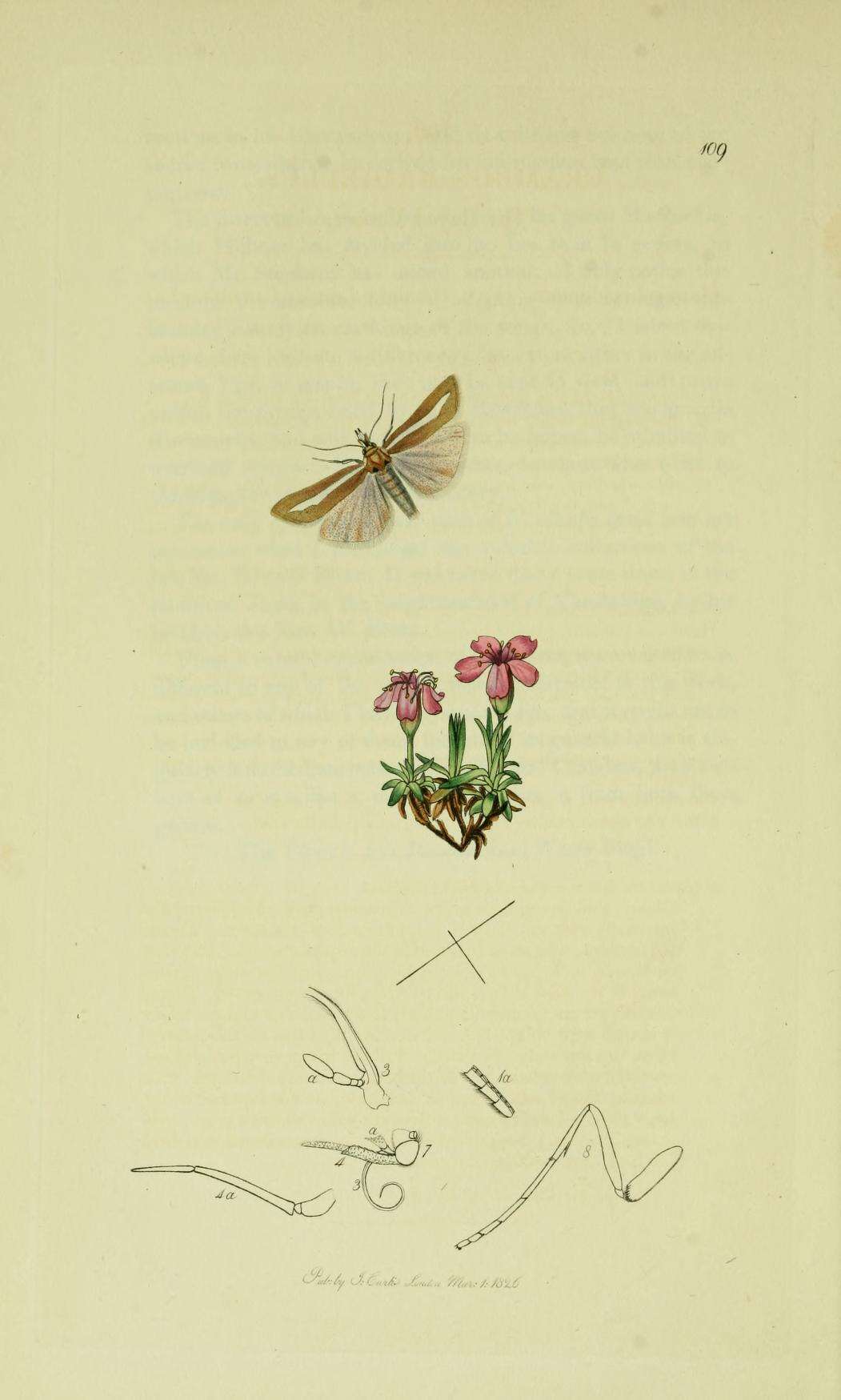 صورة Catoptria furcatellus Zetterstedt 1840