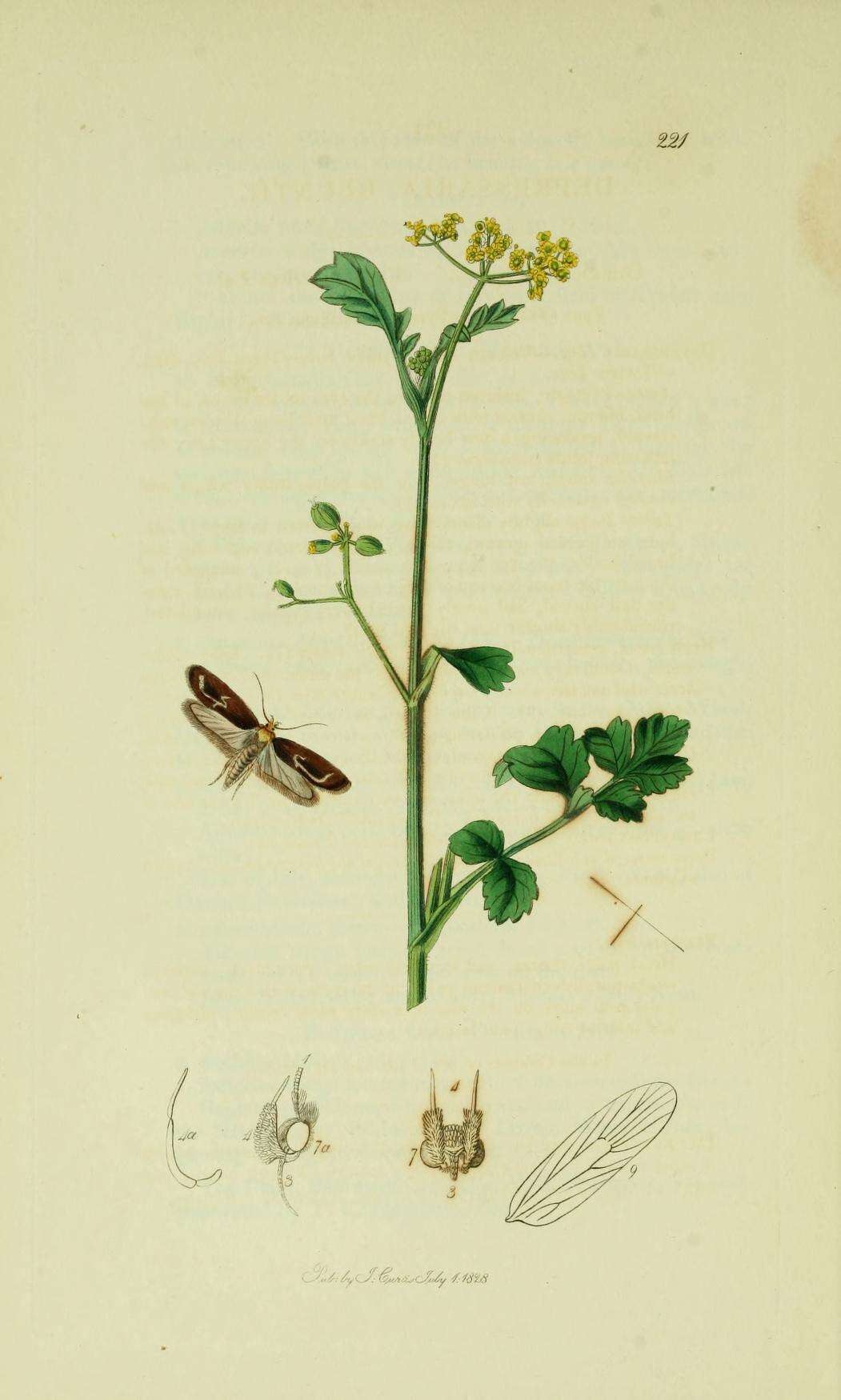 Image of Depressaria depressana Fabricius 1775