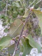 Image of Hugonia longipes H. Perrier