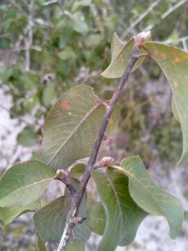 Image of Hugonia longipes H. Perrier