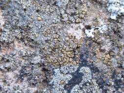 Image of cracked lichen