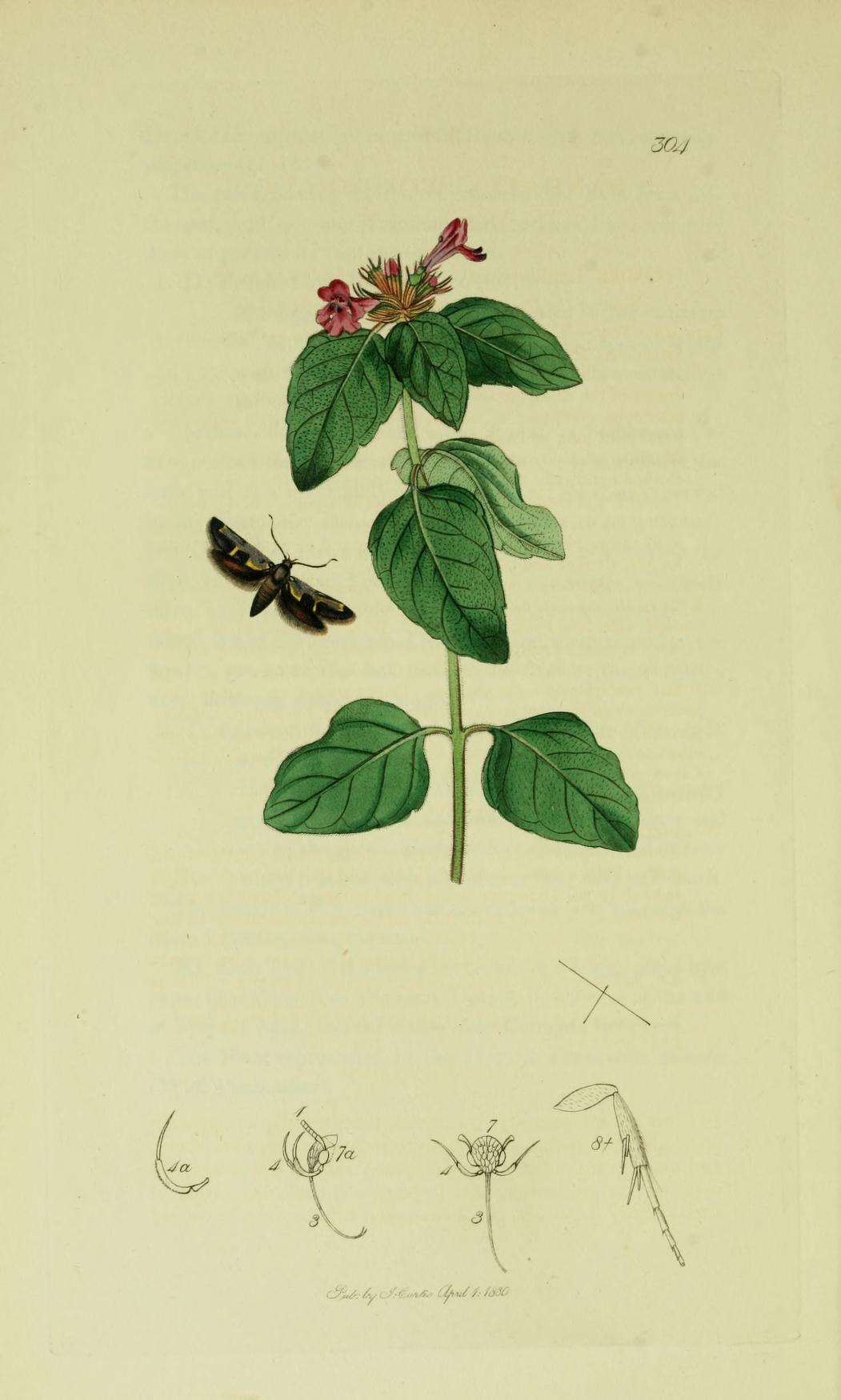 Image of Euclemensia woodiella Curtis 1831