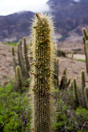 Imagem de Cleistocactus tominensis subsp. micropetalus (F. Ritter) Mottram