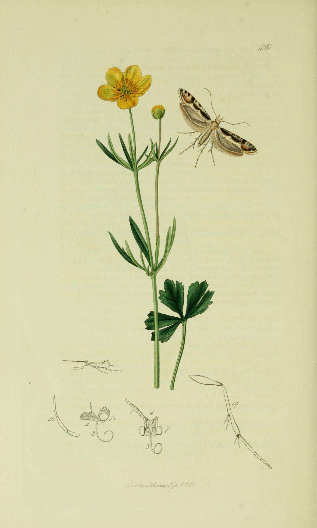 Image de Rhigognostis annulatella