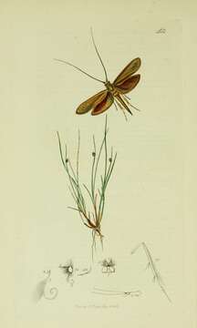 Imagem de Coleophora frischella Linnaeus 1758