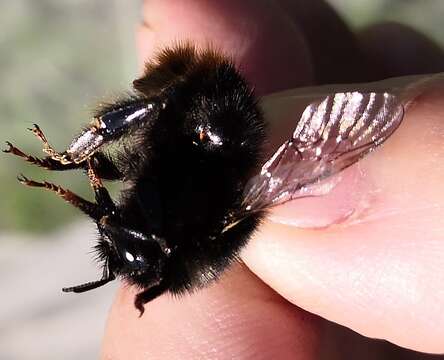 Image of Bombus ruderarius (Müller 1776)