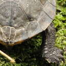 Image of Brazilian Snake-necked Turtle