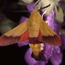 Image of Hemaris croatica (Esper 1800)