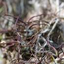 Image of bulbous airplant