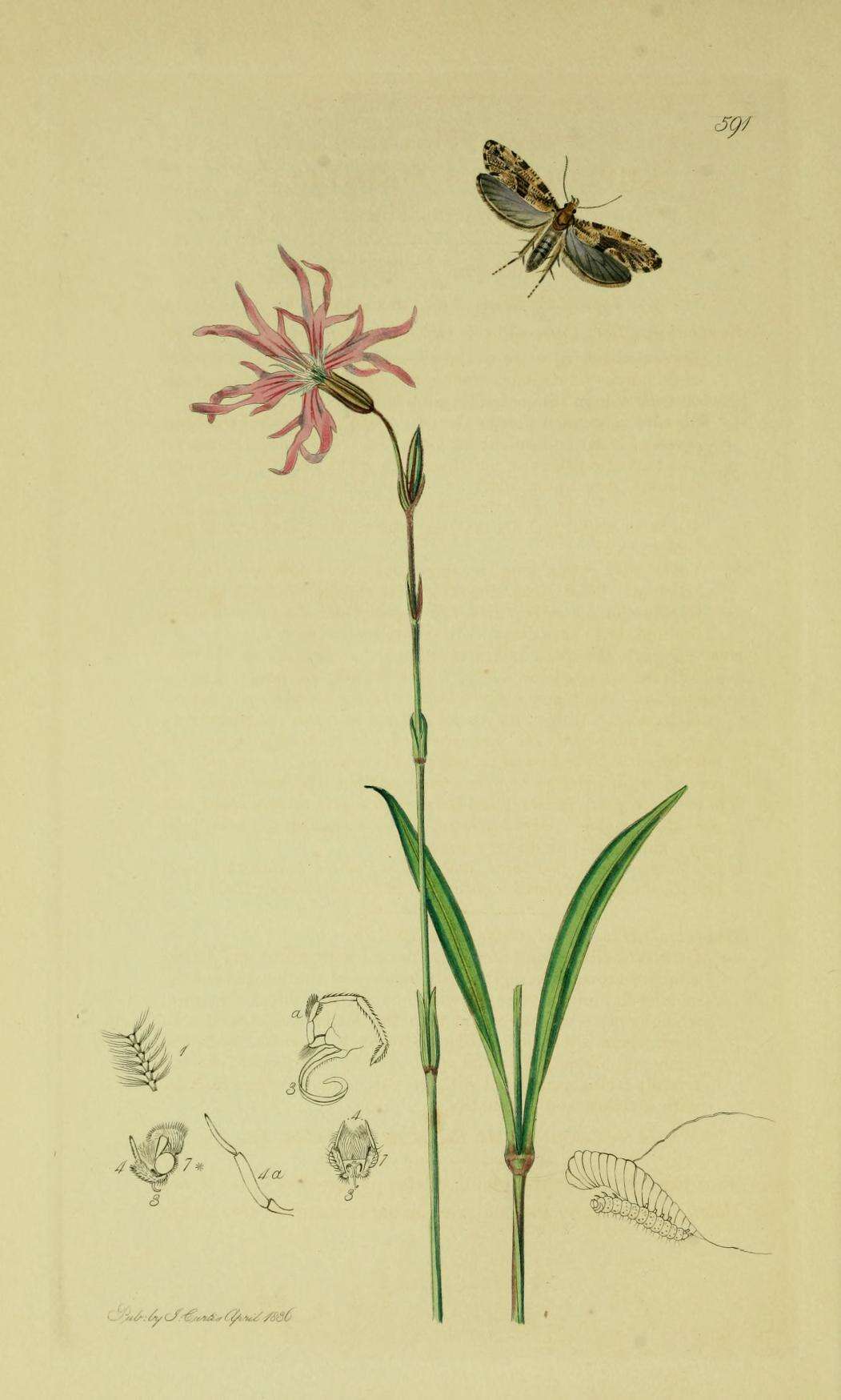 Image of Morophaga choragella (Denis & Schiff. 1775)