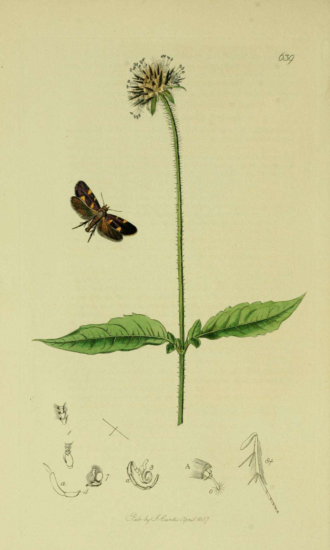 Image of Lampronia luzella