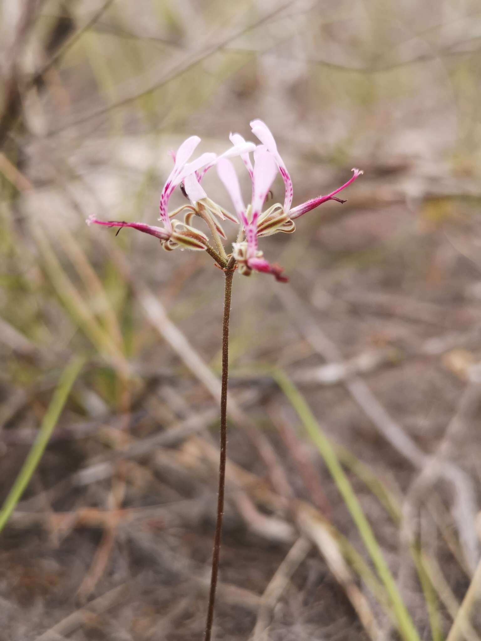 Image of Pelargonium ternifolium P. J. Vorster