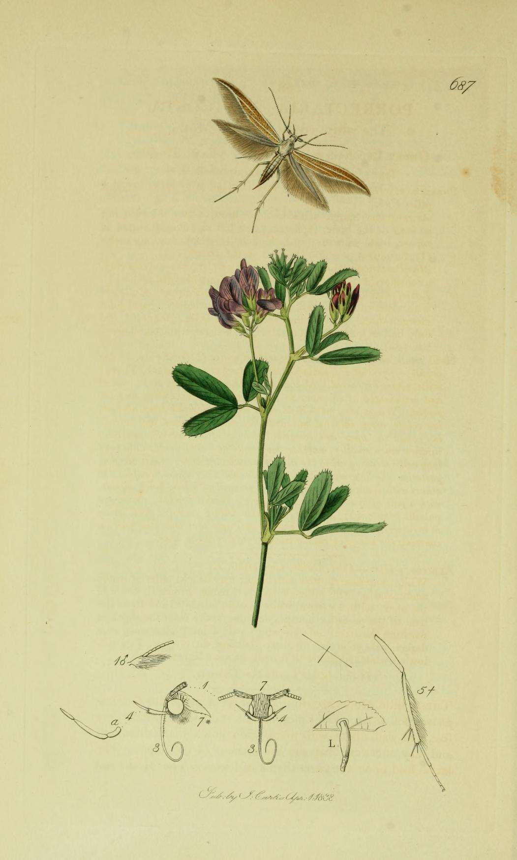 Image of Coleophora albicosta Haworth 1828