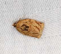 Image of Appleleaf-curling moth