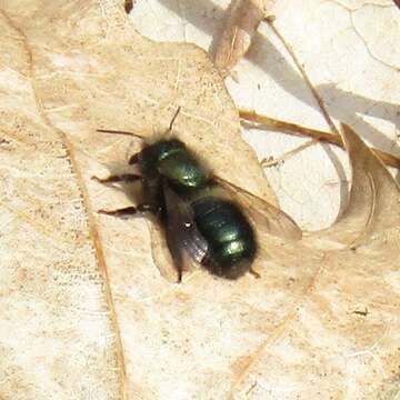 Image of <i>Osmia <i>lignaria</i></i> lignaria