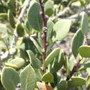 Imagem de Robsonodendron maritimum (Bolus) R. H. Archer