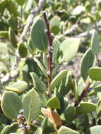 Image de Robsonodendron maritimum (Bolus) R. H. Archer