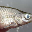 Image of Straightfin Barb