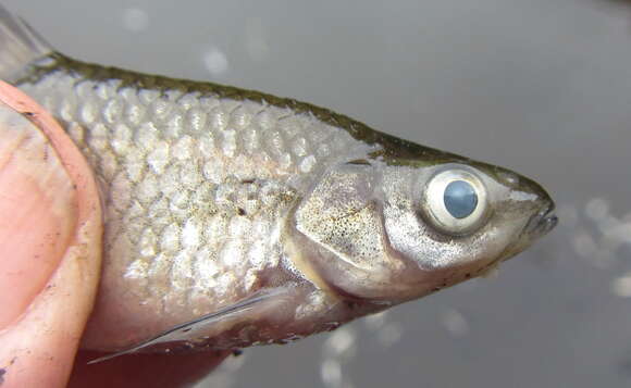 Image of Straightfin Barb