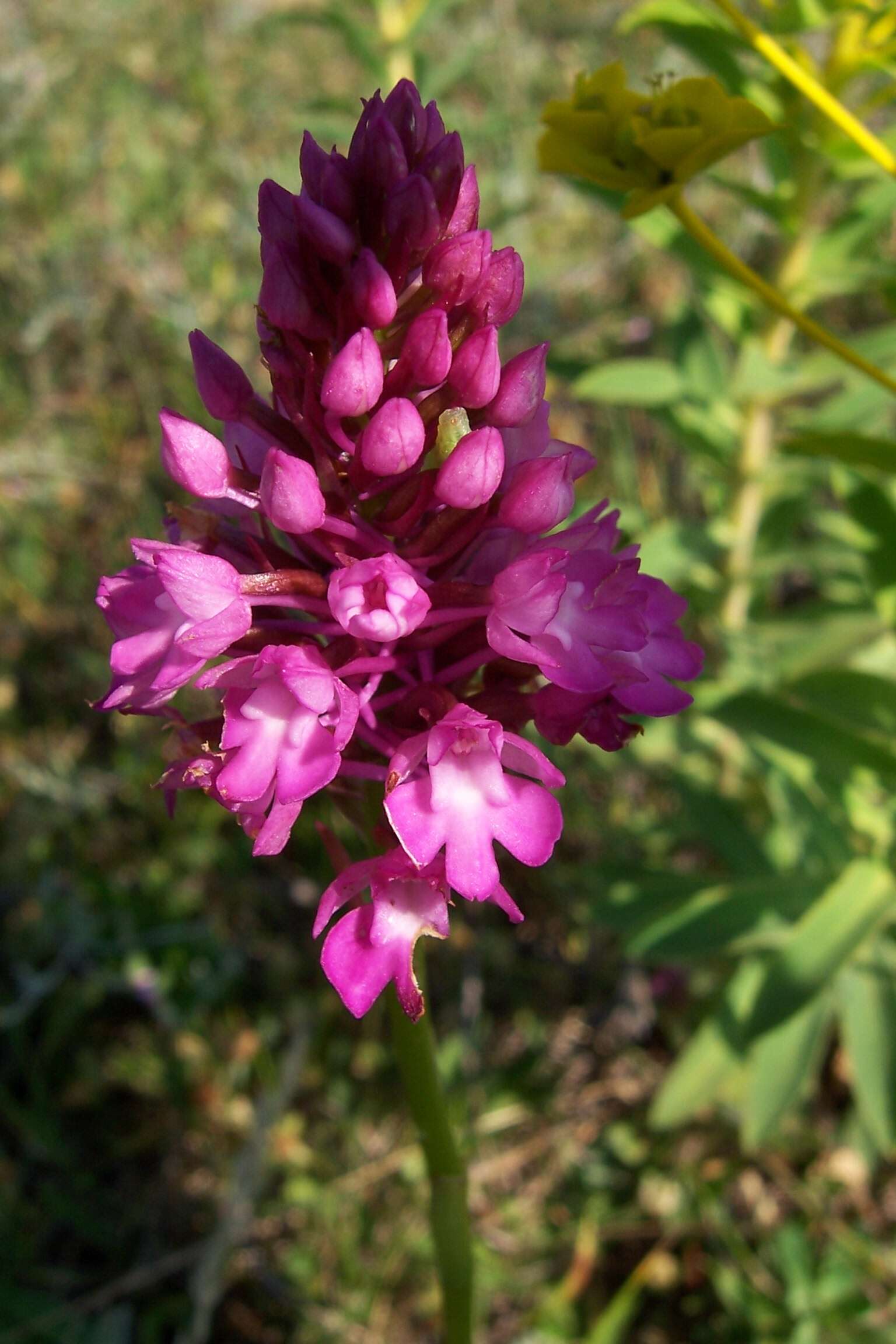 صورة Anacamptis pyramidalis (L.) Rich.