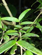 Image de Coprosma colensoi Hook. fil.