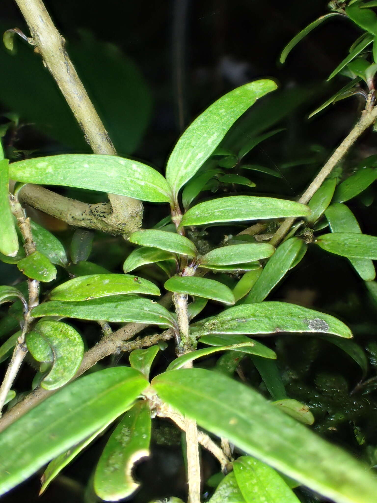 Image de Coprosma colensoi Hook. fil.