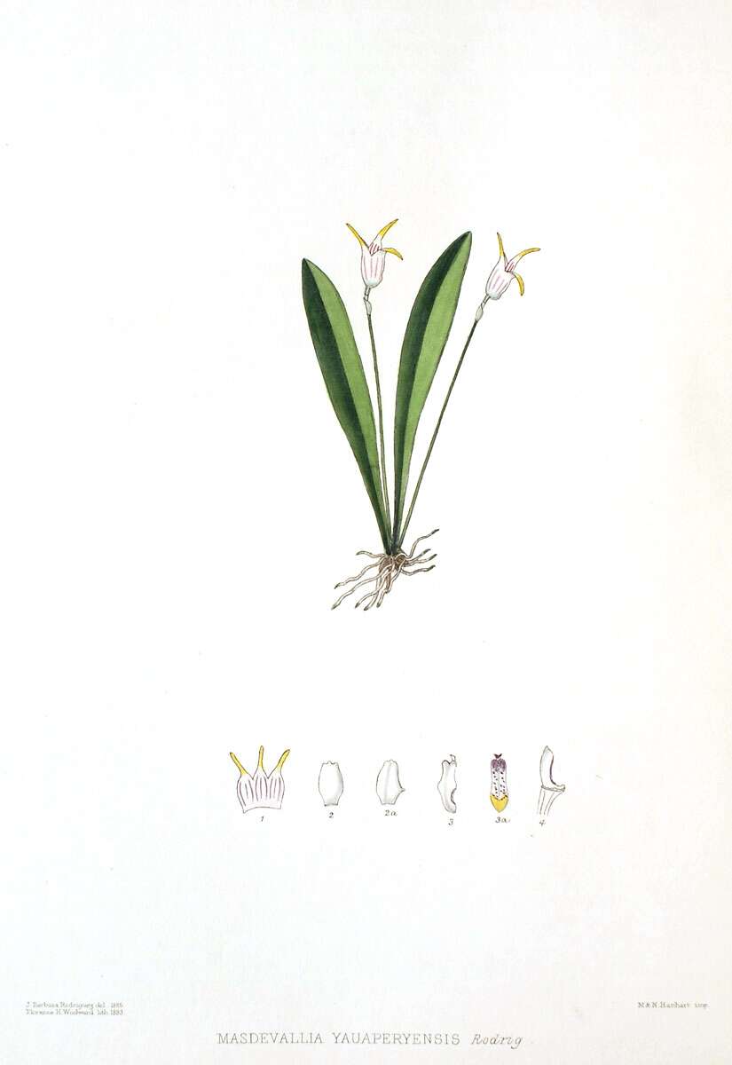 Image of Masdevallia wendlandiana Rchb. fil.