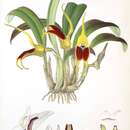 Image of Masdevallia elephanticeps Rchb. fil. & Warsz.