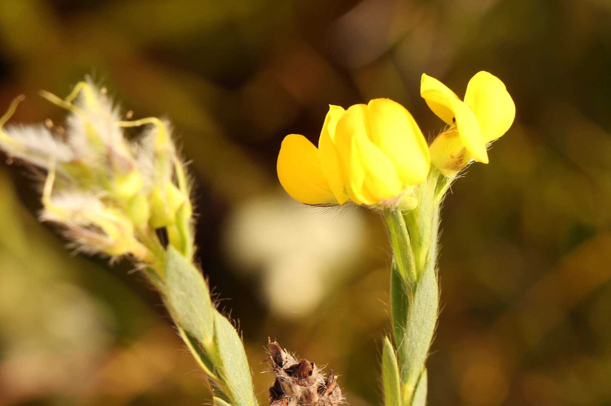 Plancia ëd <i>Liparia angustifolia</i>