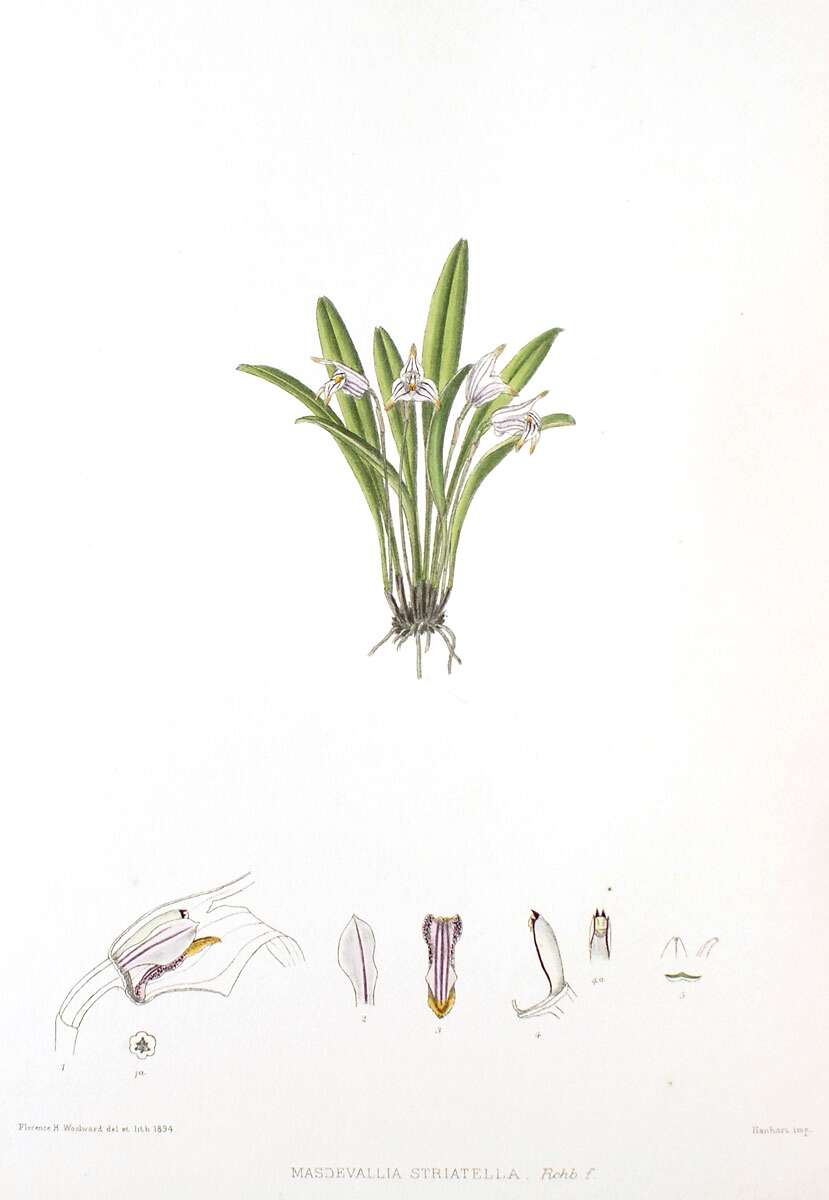 Image of Masdevallia striatella Rchb. fil.