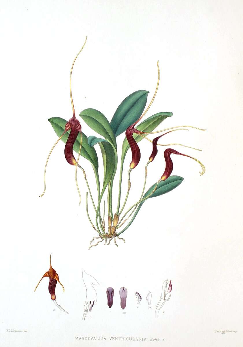 Image of Masdevallia ventricularia Rchb. fil.