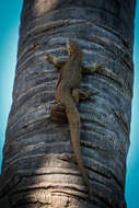 Image of Varanus bengalensis irrawadicus Yang & Li 1987