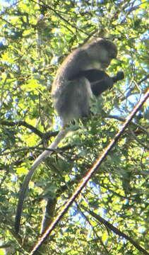 Image of Cercopithecus mitis labiatus I. Geoffroy Saint-Hilaire 1842