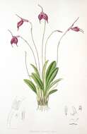 Masdevallia barlaeana Rchb. fil.的圖片