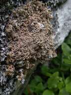 Image of fragile ball lichen