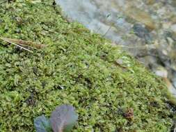 Image of Lophocolea appalachiana R. M. Schust.