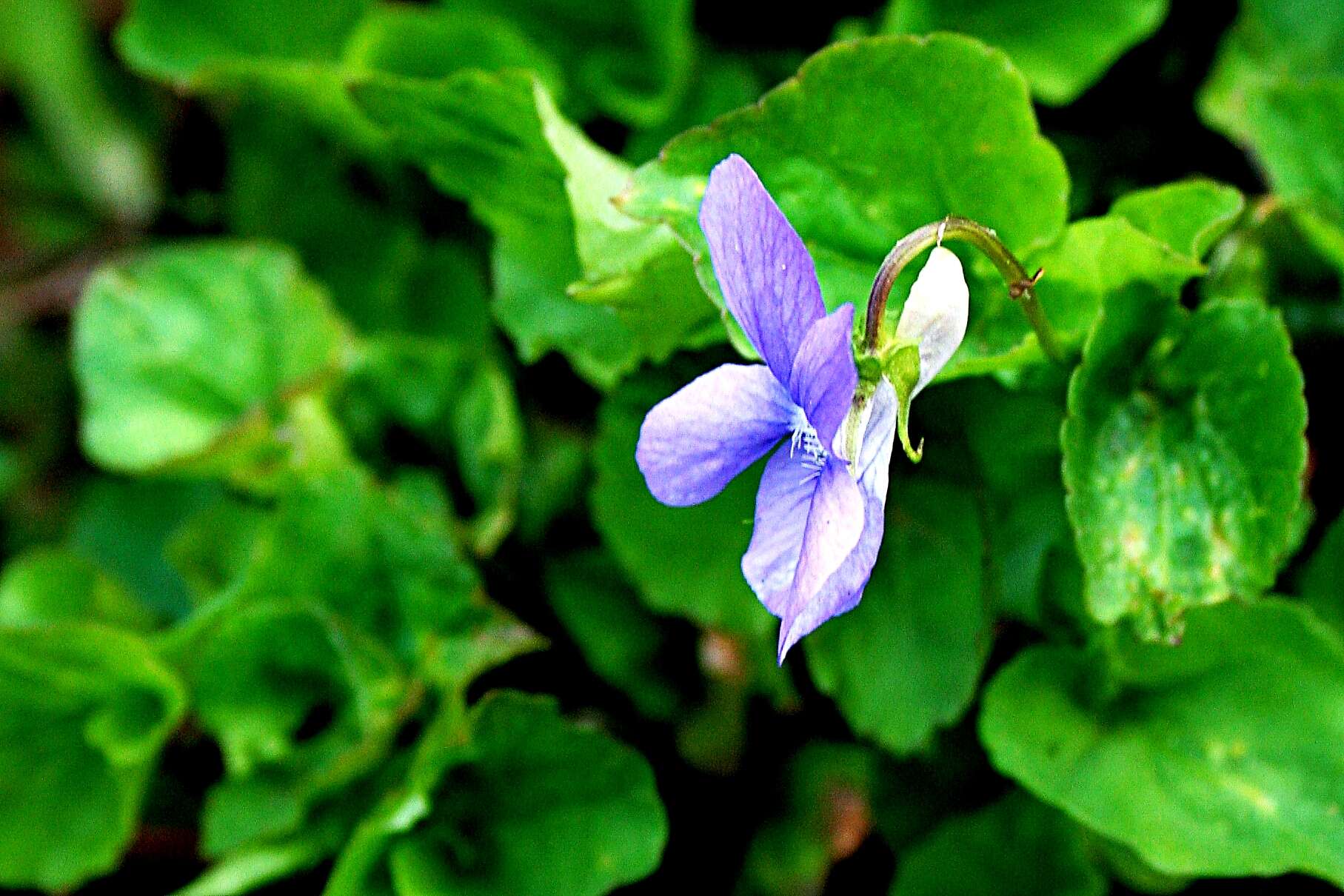 Image of common dog-violet