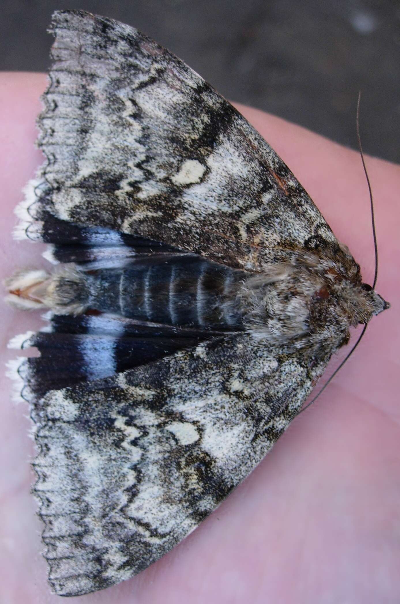 Image of clifden nonpareil