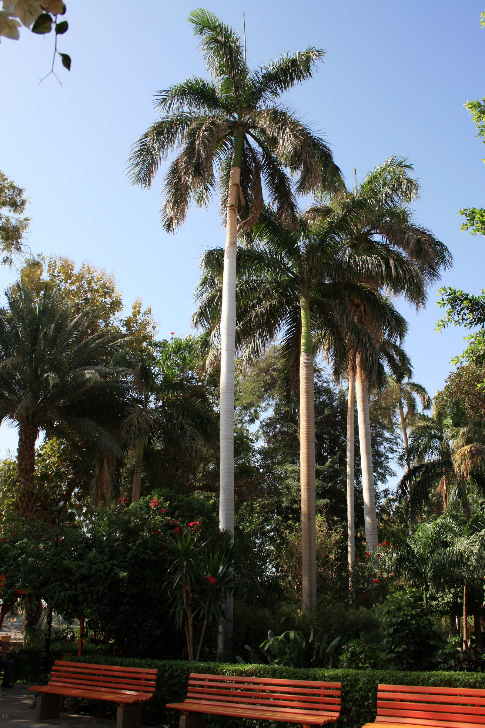 Image of Cuban Royal Palm