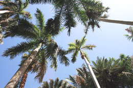 Image of Cuban Royal Palm