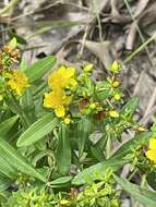 صورة Hypericum lobocarpum Gattinger