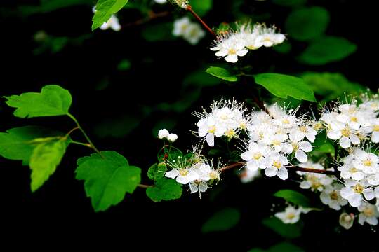 Image of Germander meadowsweet