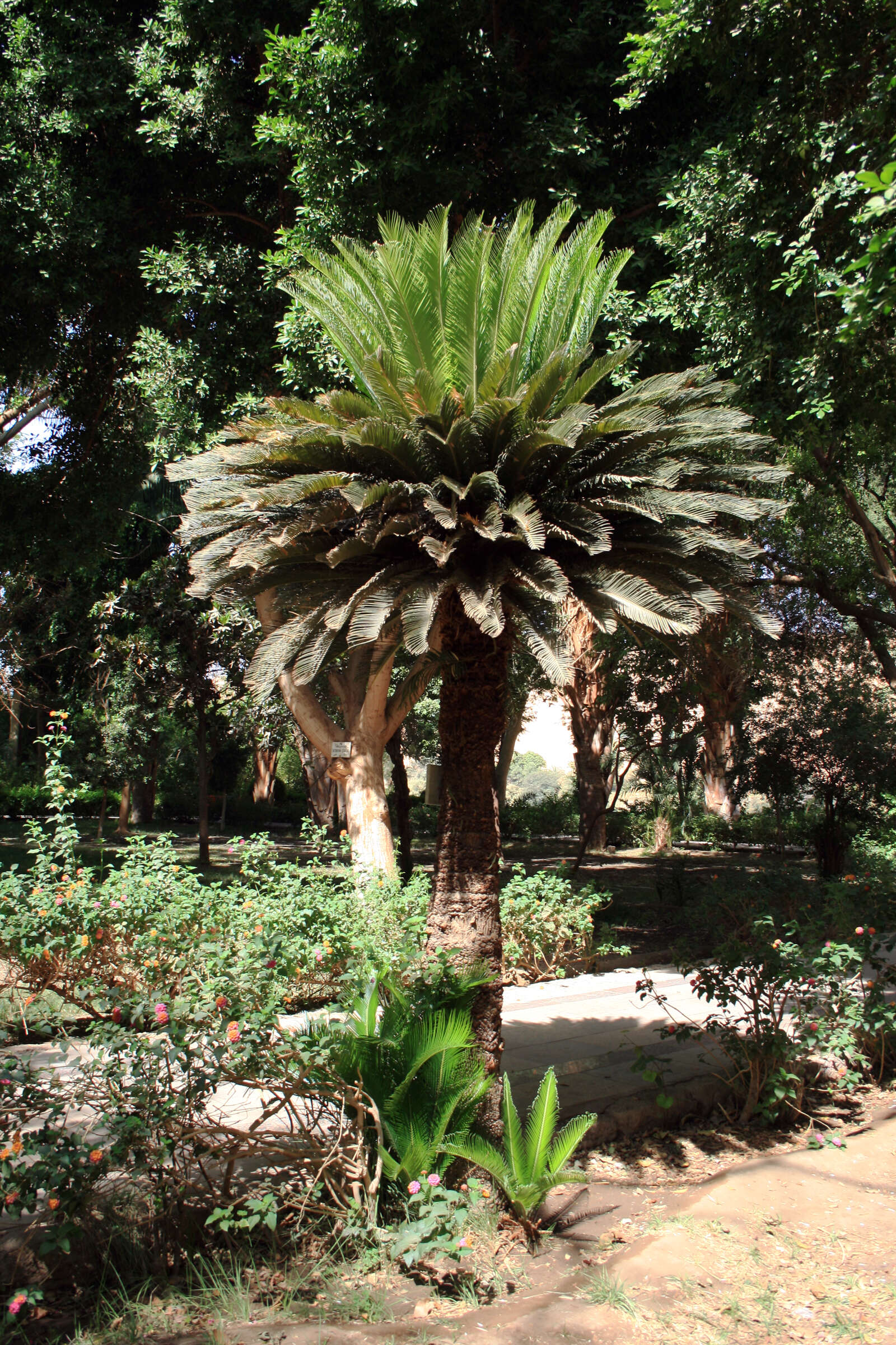 Image of Fern Palm