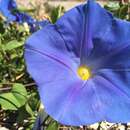 Image de Ipomoea tricolor Cav.