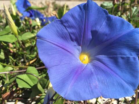 Image of Ololiuqui or Mexican Morning Glory