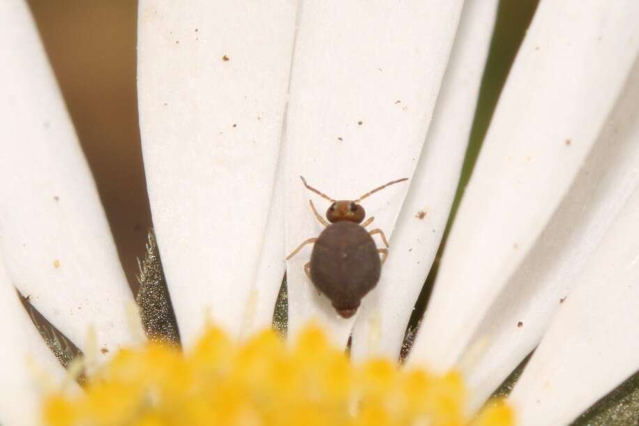 Image of Garden Springtail