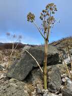 Angelica archangelica subsp. archangelica resmi