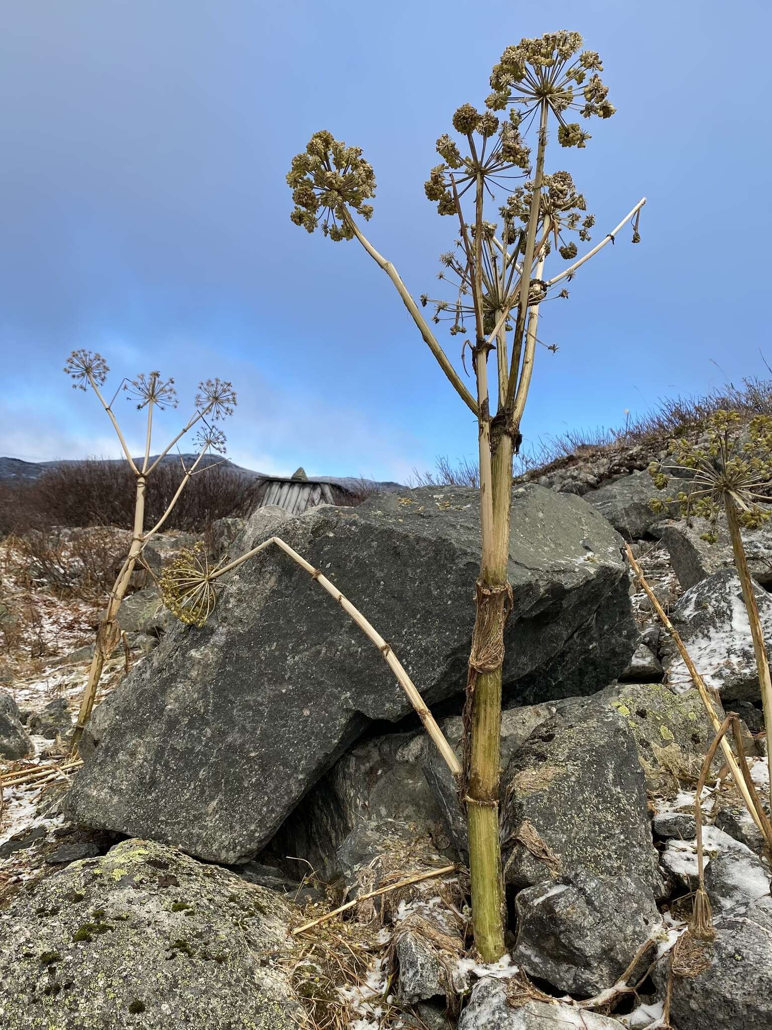 Image of Angelica archangelica subsp. archangelica